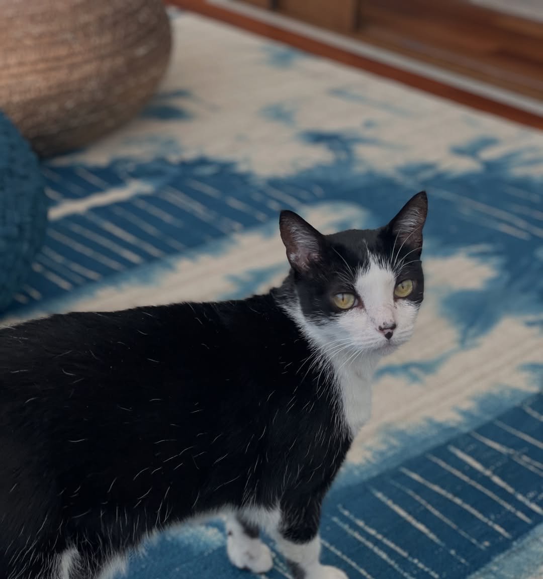 Marina Ruy Barbosa reencontra o gato João um dia após desaparecimento - Imagem do artigo