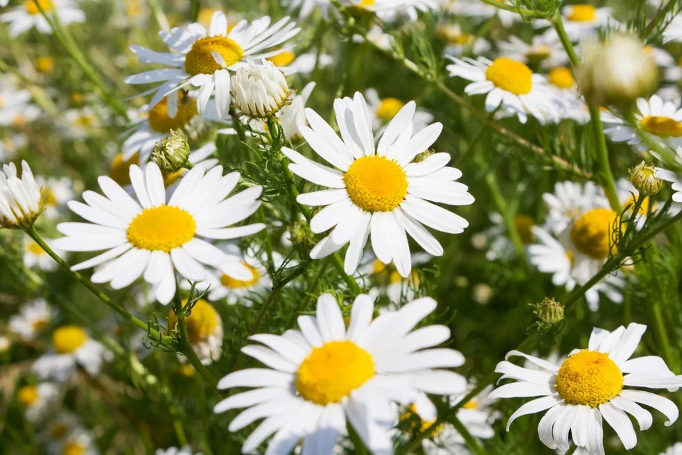 11 plantas medicinais fáceis de cultivar em casa e aproveitar no dia a dia - Imagem do artigo original