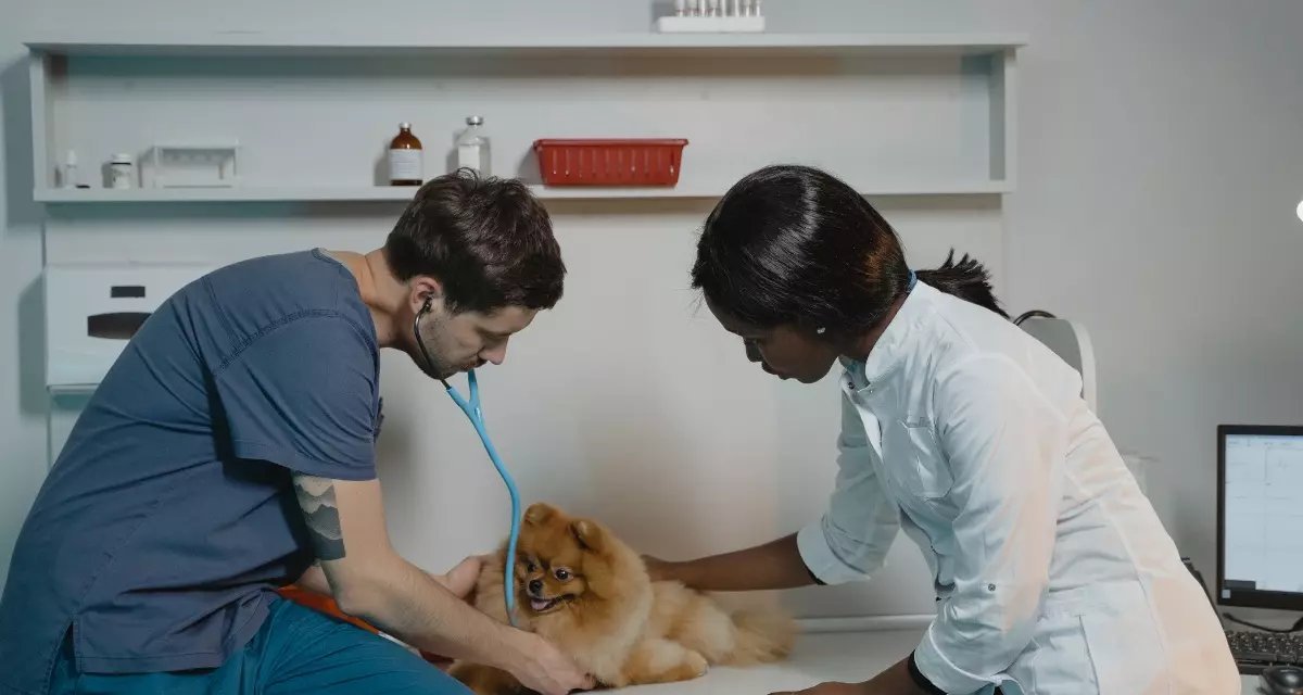 9 de setembro é Dia do Veterinário: data celebra decreto que regulamentou a profissão no Brasil - Imagem do artigo