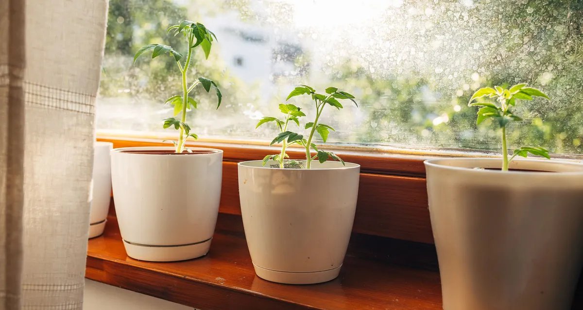 Guia prático mostra como montar mini-horta em casa, mesmo em espaços reduzidos - Imagem do artigo