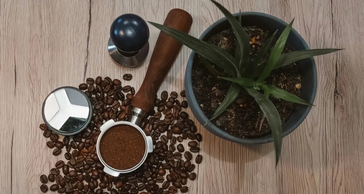 Restos de café viram adubo e pesticida natural para o jardim - Imagem do artigo