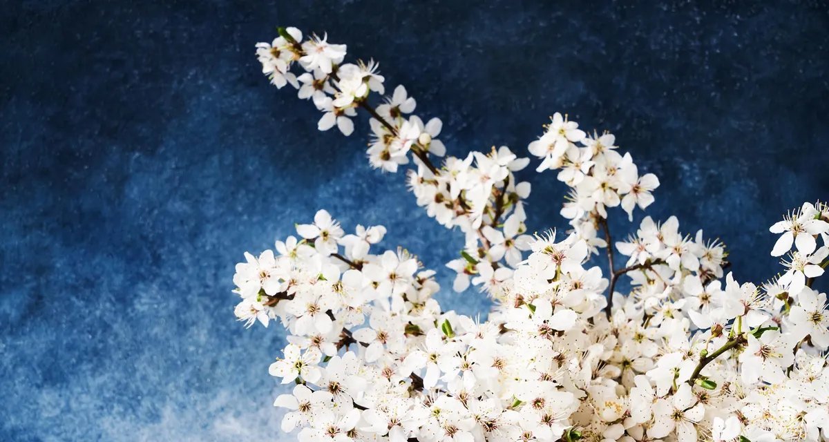 Ameixeira é apontada como árvore frutífera ideal para quintais compactos - Imagem do artigo