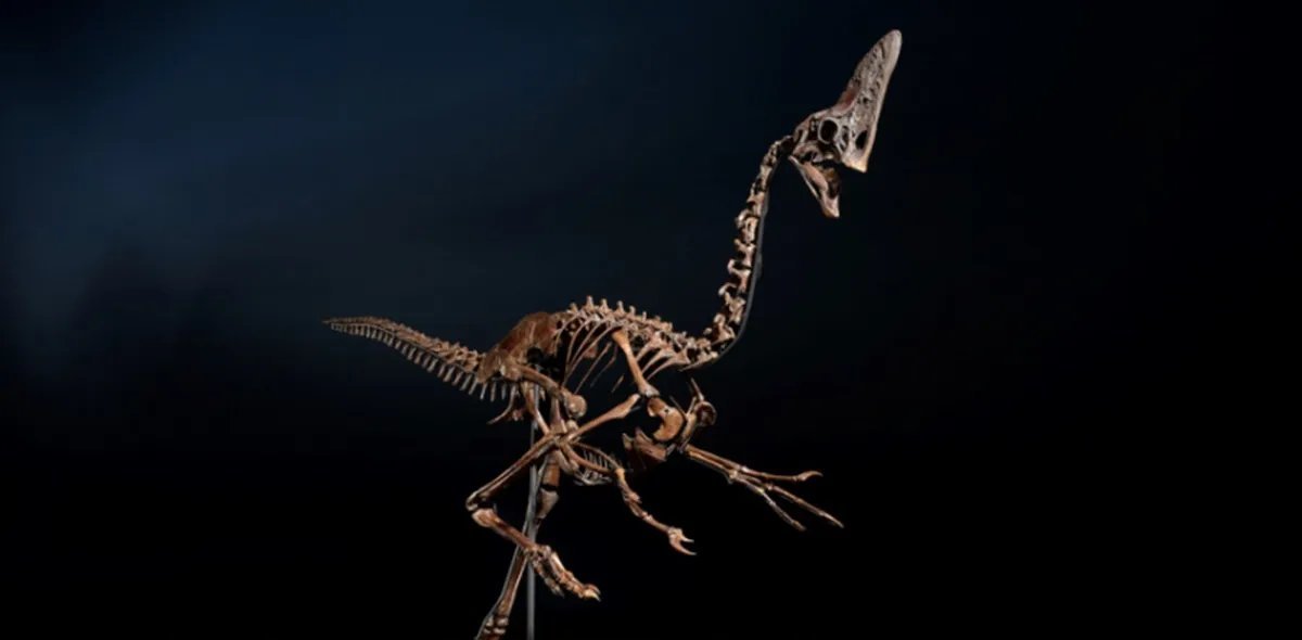 Esqueleto de dinossauro de 68 milhões de anos será leiloado em Londres por até R$ 34,6 milhões - Imagem do artigo