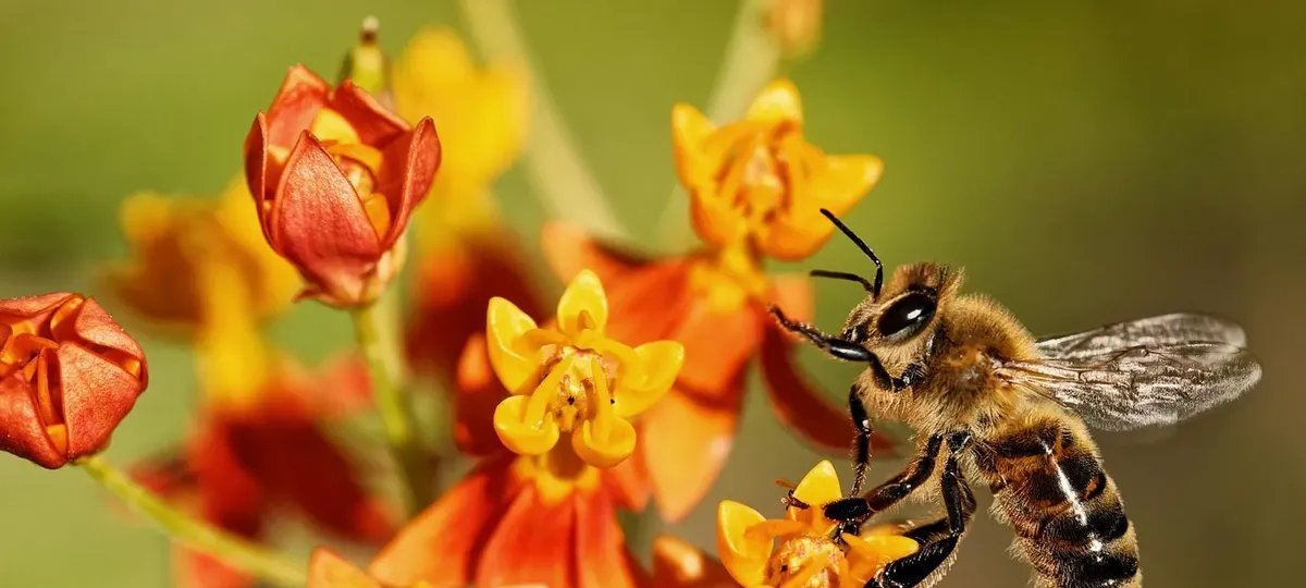 Ameaça invisível: pesticidas têm eliminado insetos que garantem a polinização de jardins e lavouras - Imagem do artigo