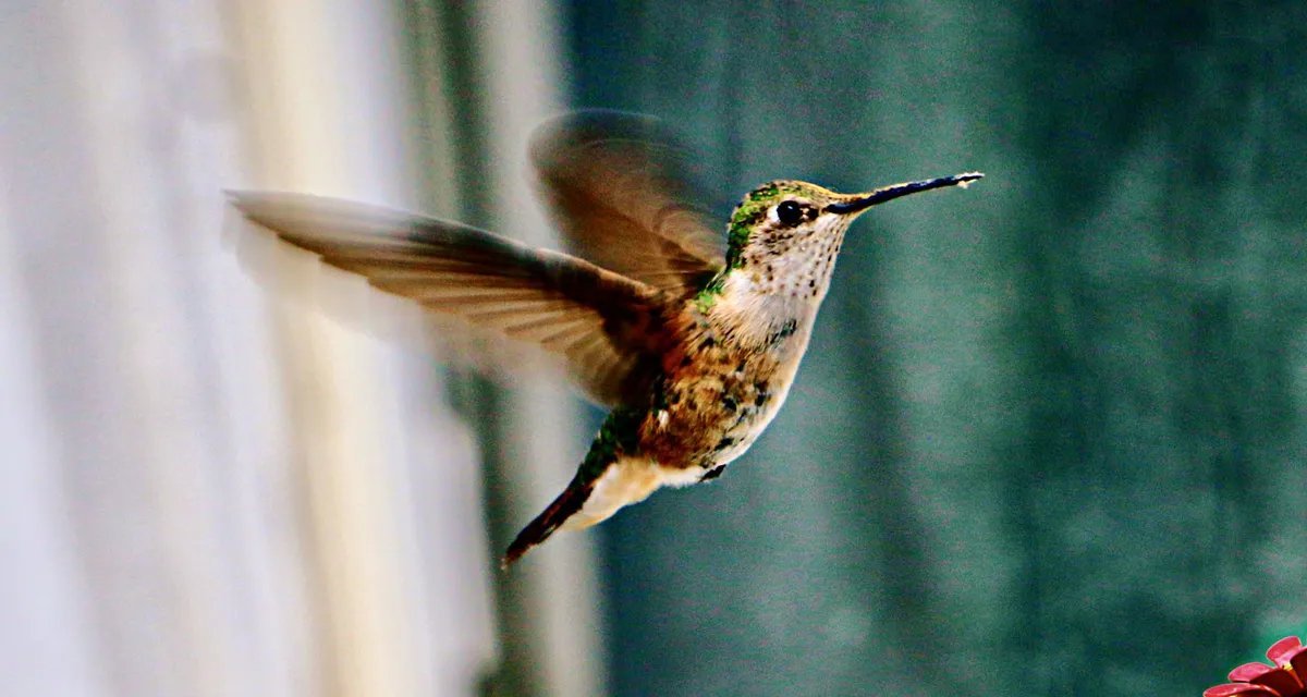 Visita de beija-flor é interpretada pelo Feng Shui como sinal de prosperidade e harmonia - Imagem do artigo