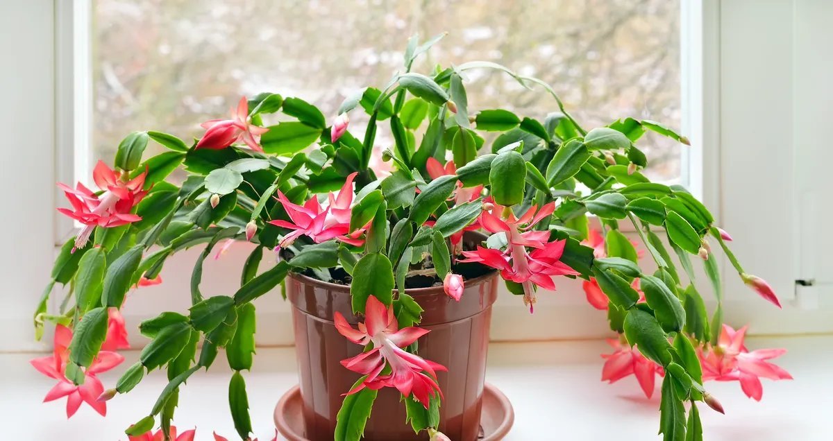 Flor-de-maio se destaca como opção de decoração no Natal por floração de inverno - Imagem do artigo