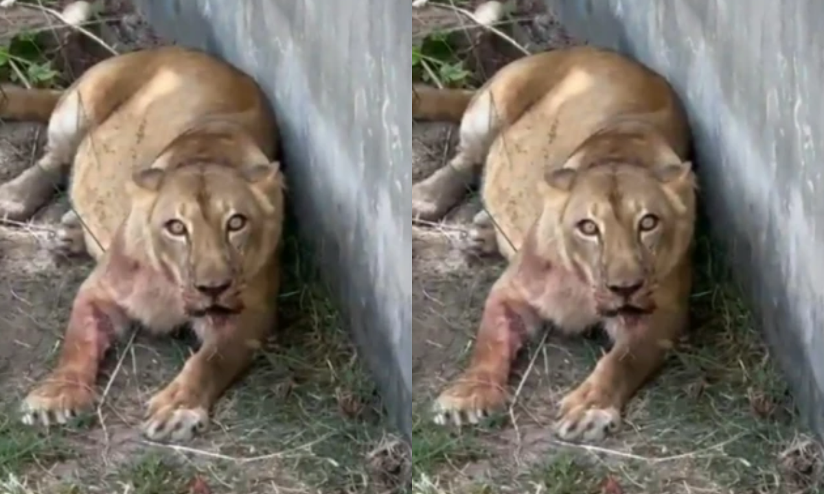 Fantástico reconstitui percurso de jovem morto por leoa em João Pessoa e deixa ataque fora do ar - Imagem do artigo