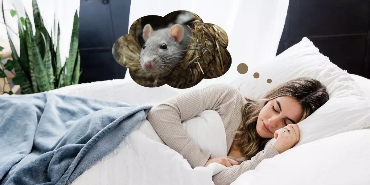Significado de sonhar com rato varia de presságio de traição a sinal de prosperidade - Imagem do artigo