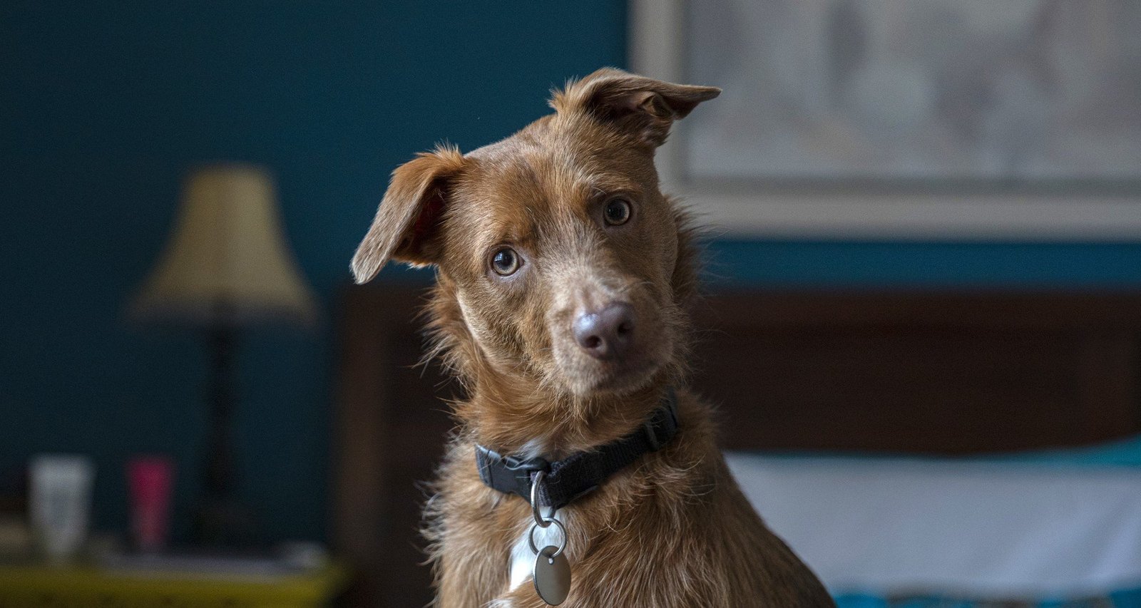 Fogos de fim de ano assustam 84% dos pets; especialistas orientam como reduzir o estresse - Imagem do artigo