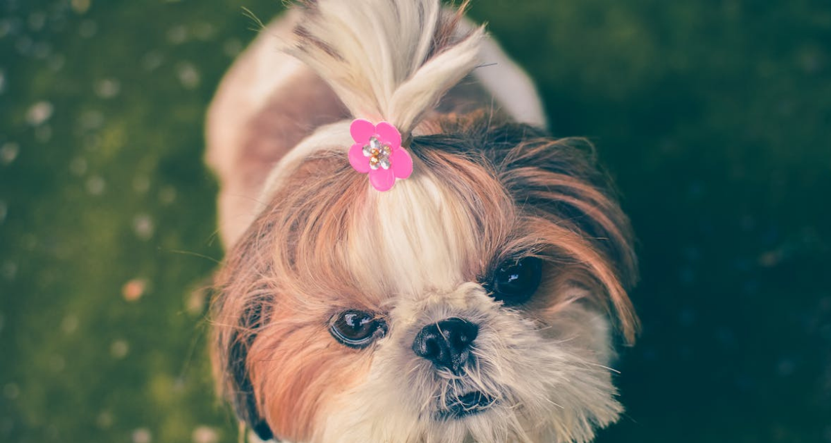 Shih tzu: origem nobre, temperamento afetuoso e cuidados diários - Imagem do artigo original