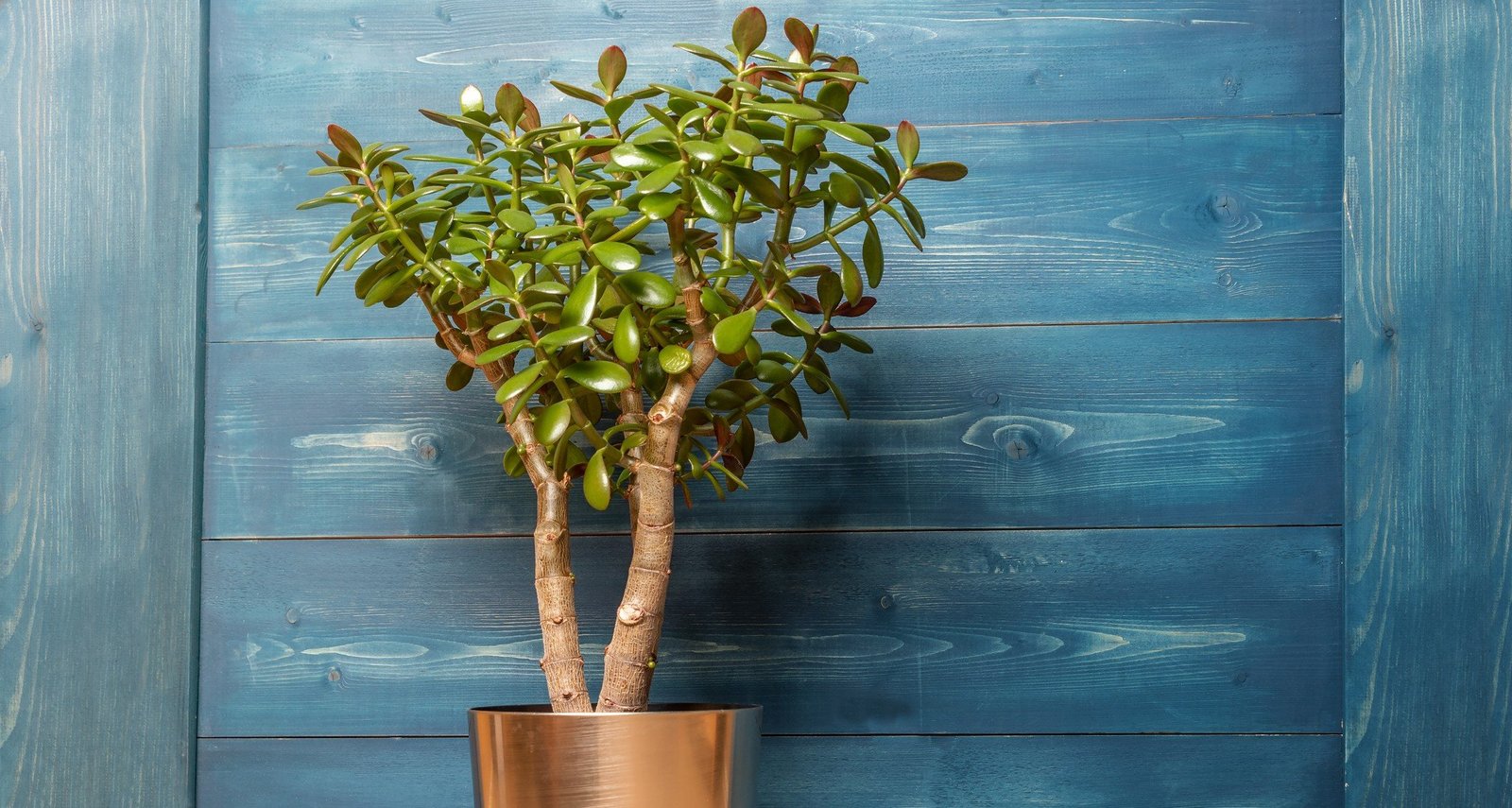 Planta jade ganha destaque como símbolo de prosperidade e exige poucos cuidados em casa - Imagem do artigo