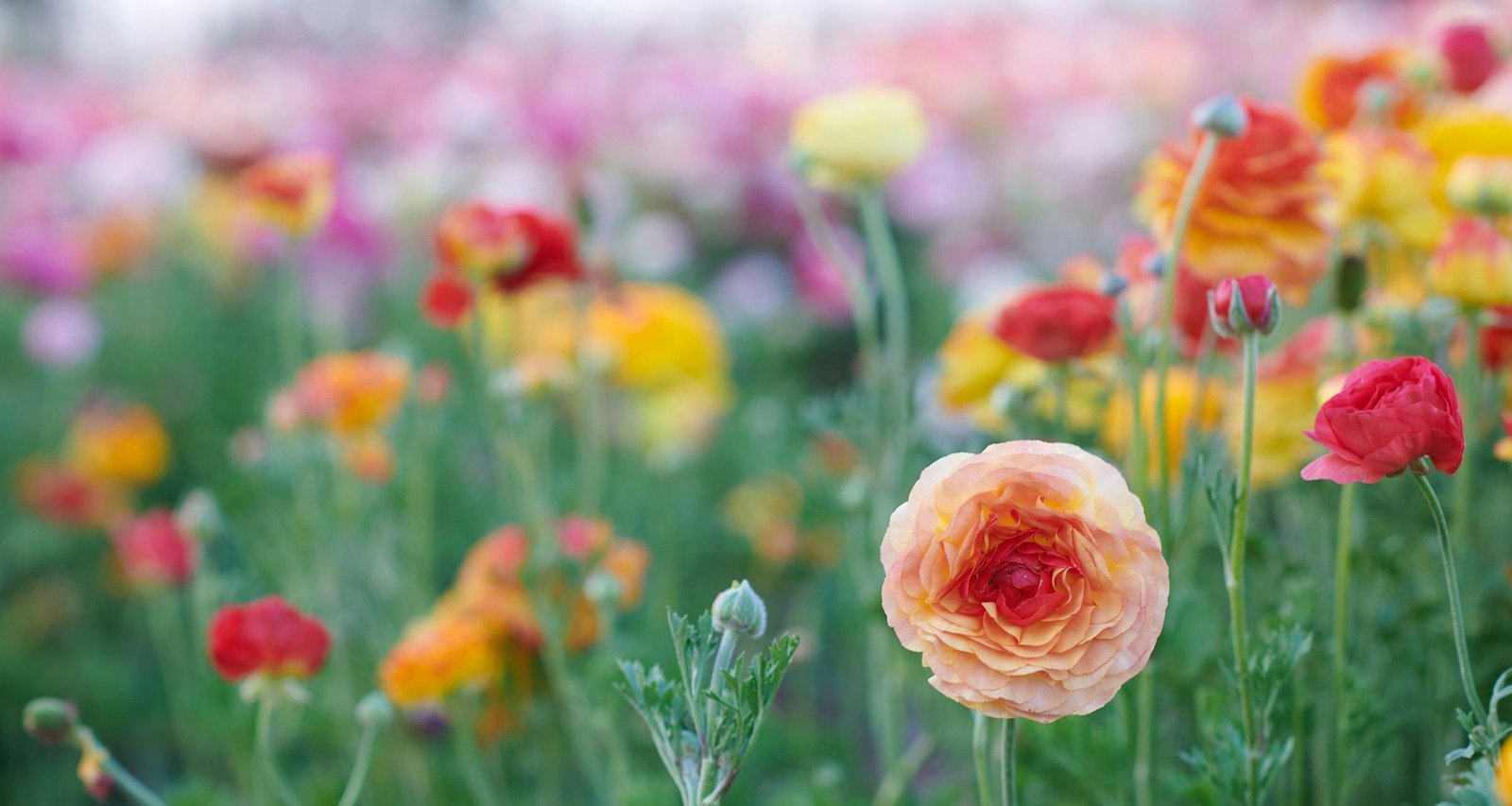 Ranúnculos: saiba como cultivar a flor que acrescenta cor e elegância a qualquer ambiente - Imagem do artigo